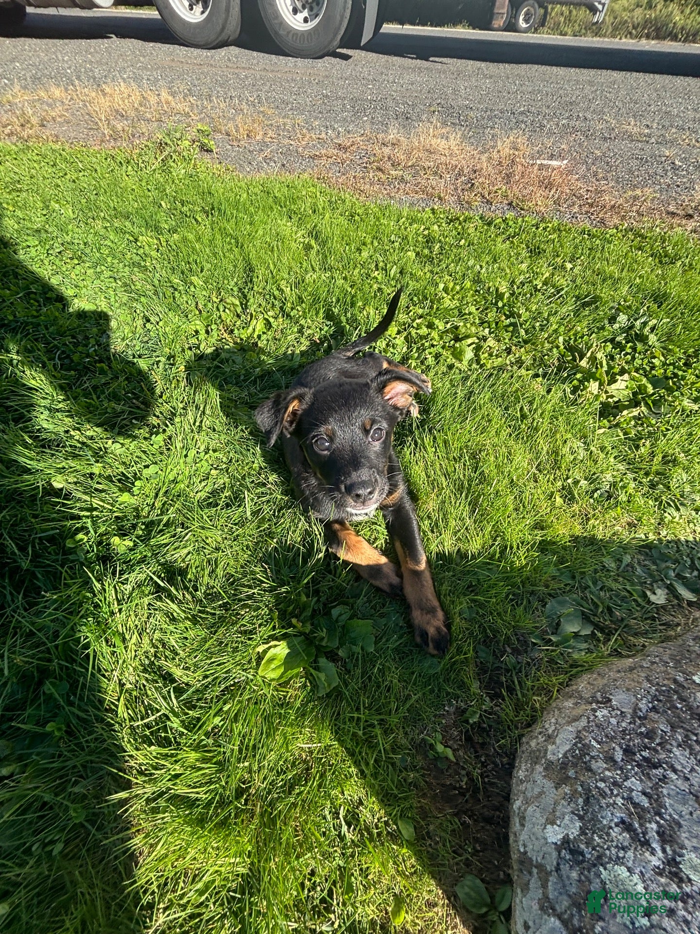 Mixed Breed dogs Jackie - Ad 1