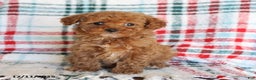 Toy Poodle dogs for sale: Teddy - Ad 2