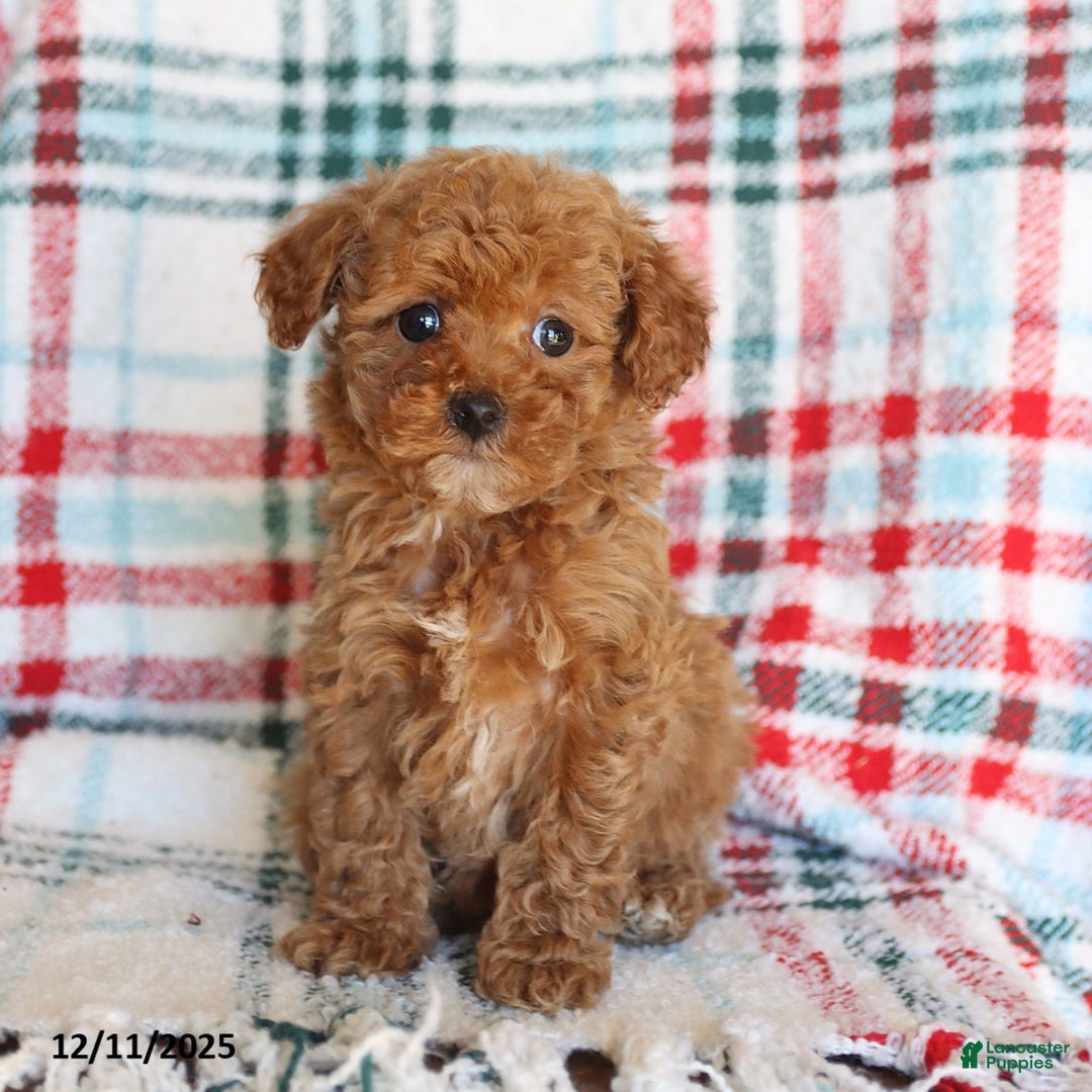 Toy Poodle dogs for sale: Teddy - Ad 2