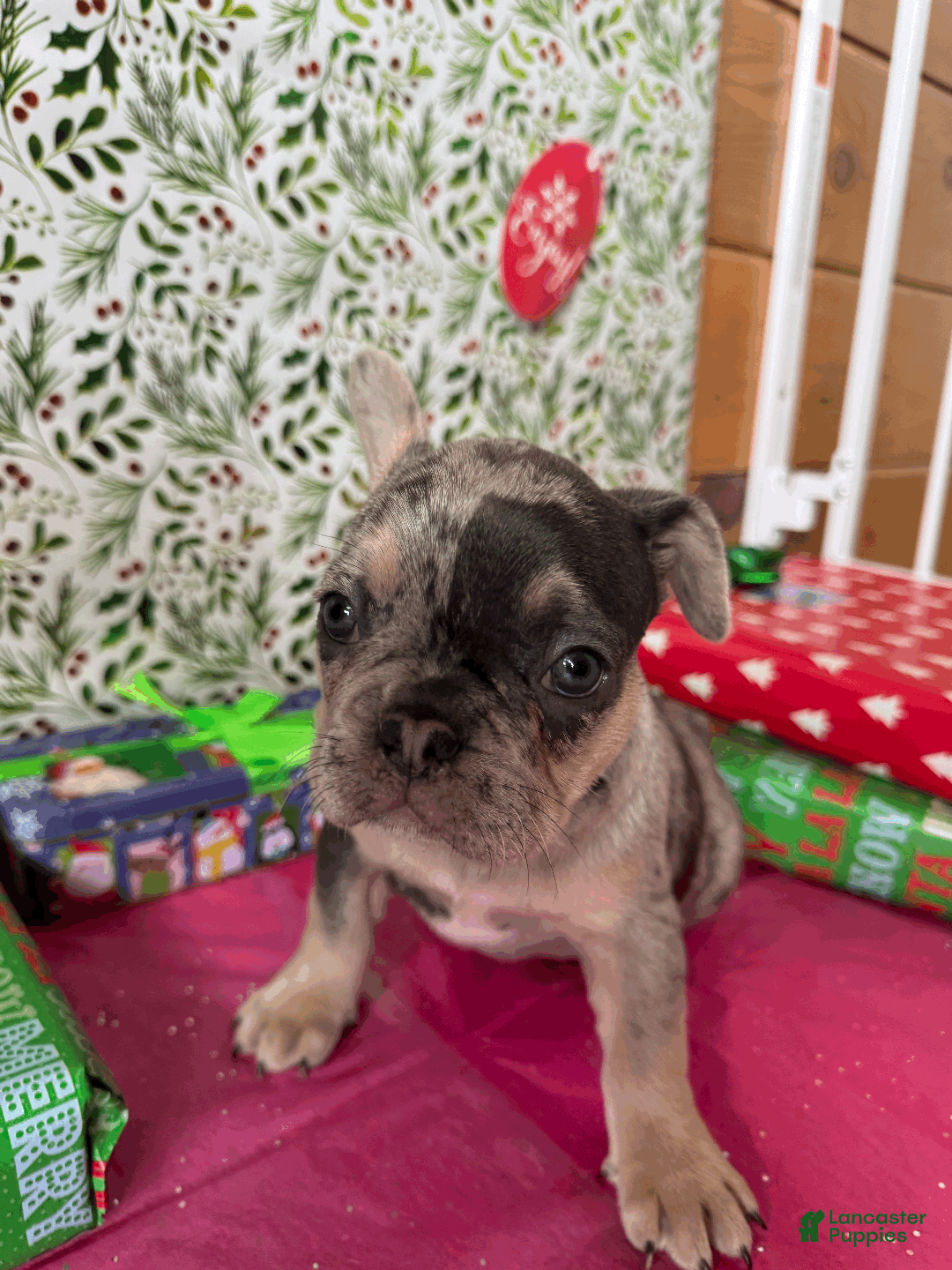 French Bulldog dogs for sale: DAISY - Ad 3