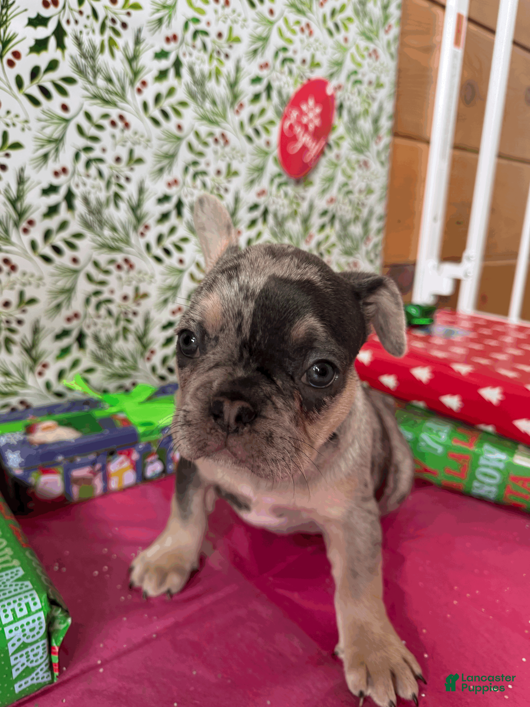 French Bulldog dogs for sale: DAISY - Ad 3