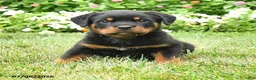 Rottweiler dogs for sale: Kiara - Ad 4