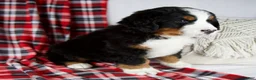 Bernese Mountain Dog dogs for sale: Jesse *Genetic Clear - Ad 4