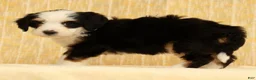 Mini Bernedoodle dogs for sale: Bella - Ad 3