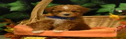 Miniature Poodle dogs for sale: George - Ad 3