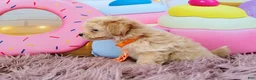 Havapoo dogs for sale: Havapoo 1 - Ad 2