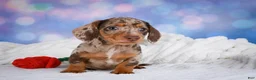 Miniature Dachshund dogs for sale: Bowser - Ad 3