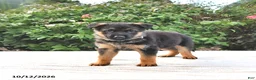 German Shepherd dogs for sale: Ash  - Ad 3