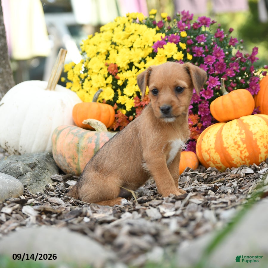 Mixed Breed dogs Daisy - Ad 2