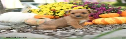 Mixed Breed dogs for sale: Daisy - Ad 2