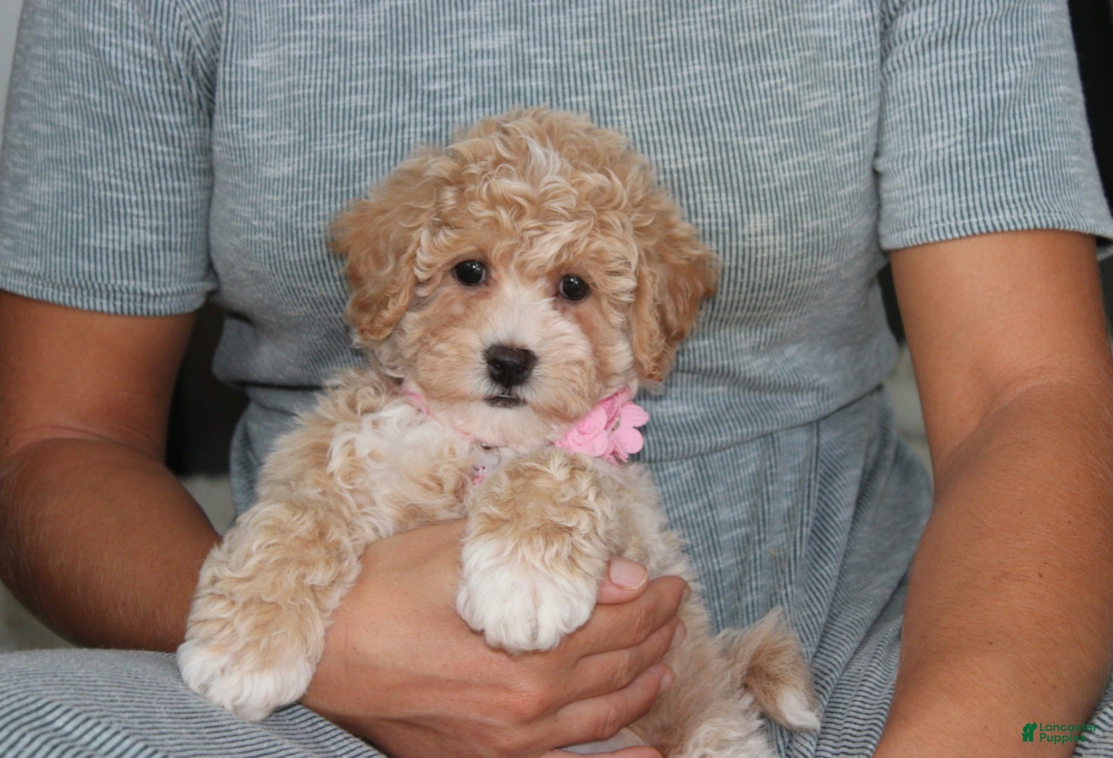 Bichpoo dogs Bichpoo 1Abby - Ad 1