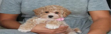 Bichpoo 1Abby