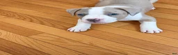 American Bully dogs for sale: American Bully (Male#2) - Ad 4