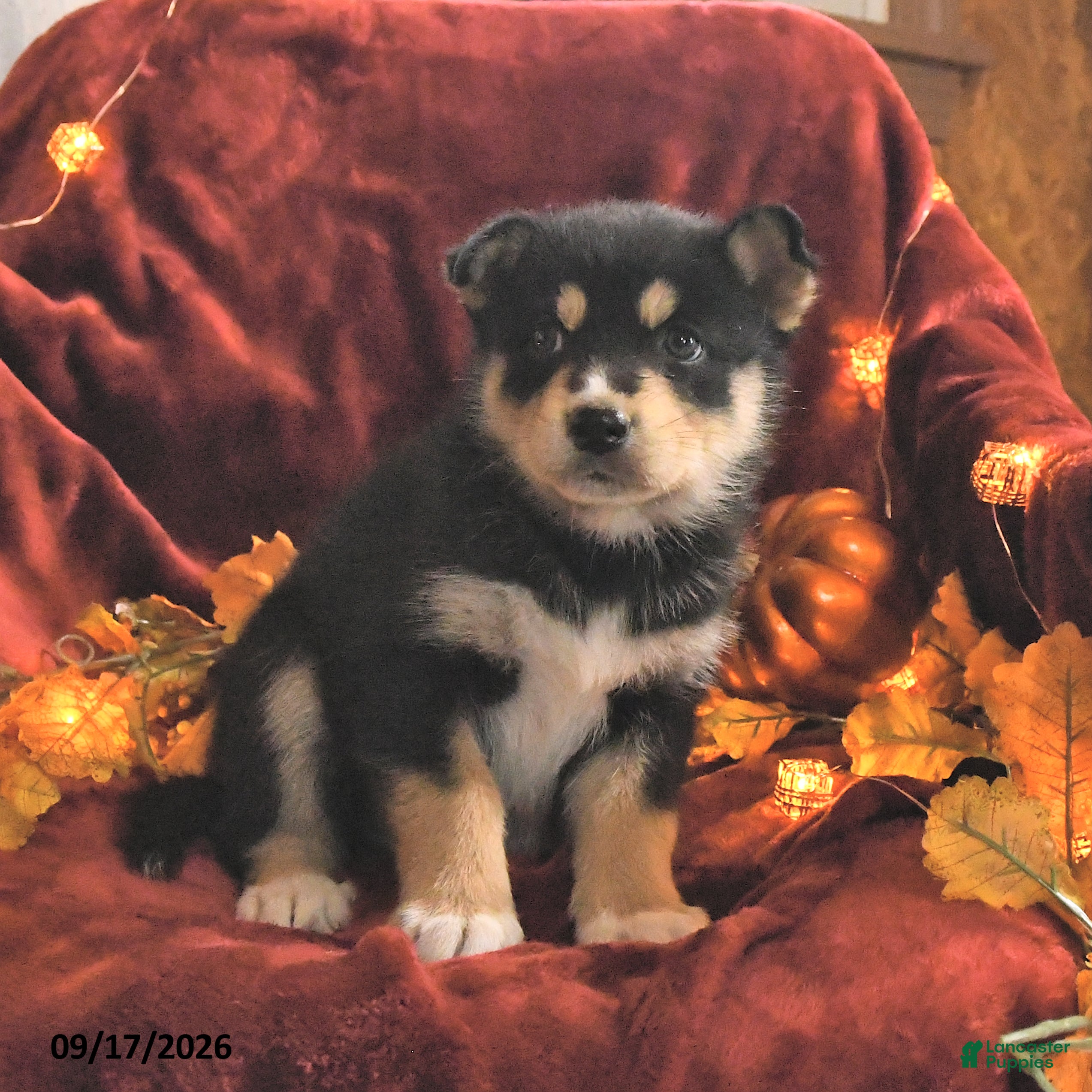 Mixed Breed dogs Paisley - Ad 1