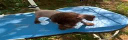 Chinese Crested dogs for sale: Chinese Crested 1 - Ad 2