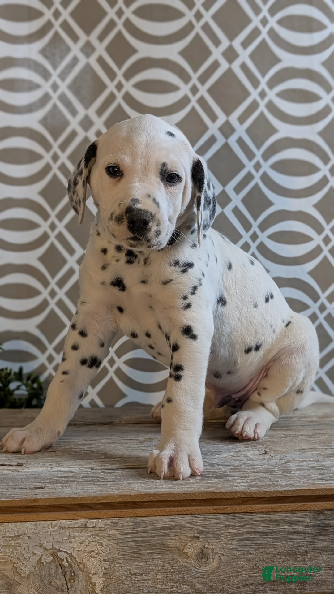 Dalmatian dogs for sale: Jasper - Ad 2