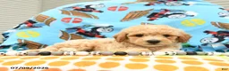 Bichpoo dogs for sale: Caramel - Ad 3