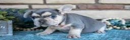 French Bulldog dogs for sale: Zola - Ad 2