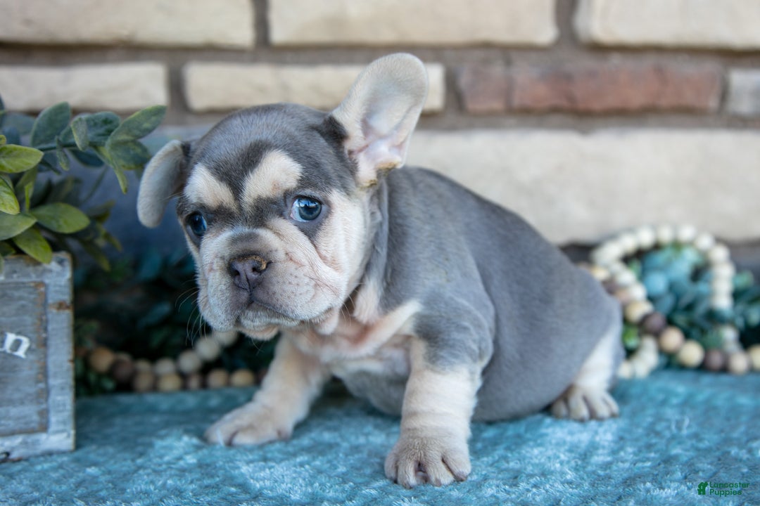 French Bulldog dogs for sale: Zola - Ad 2