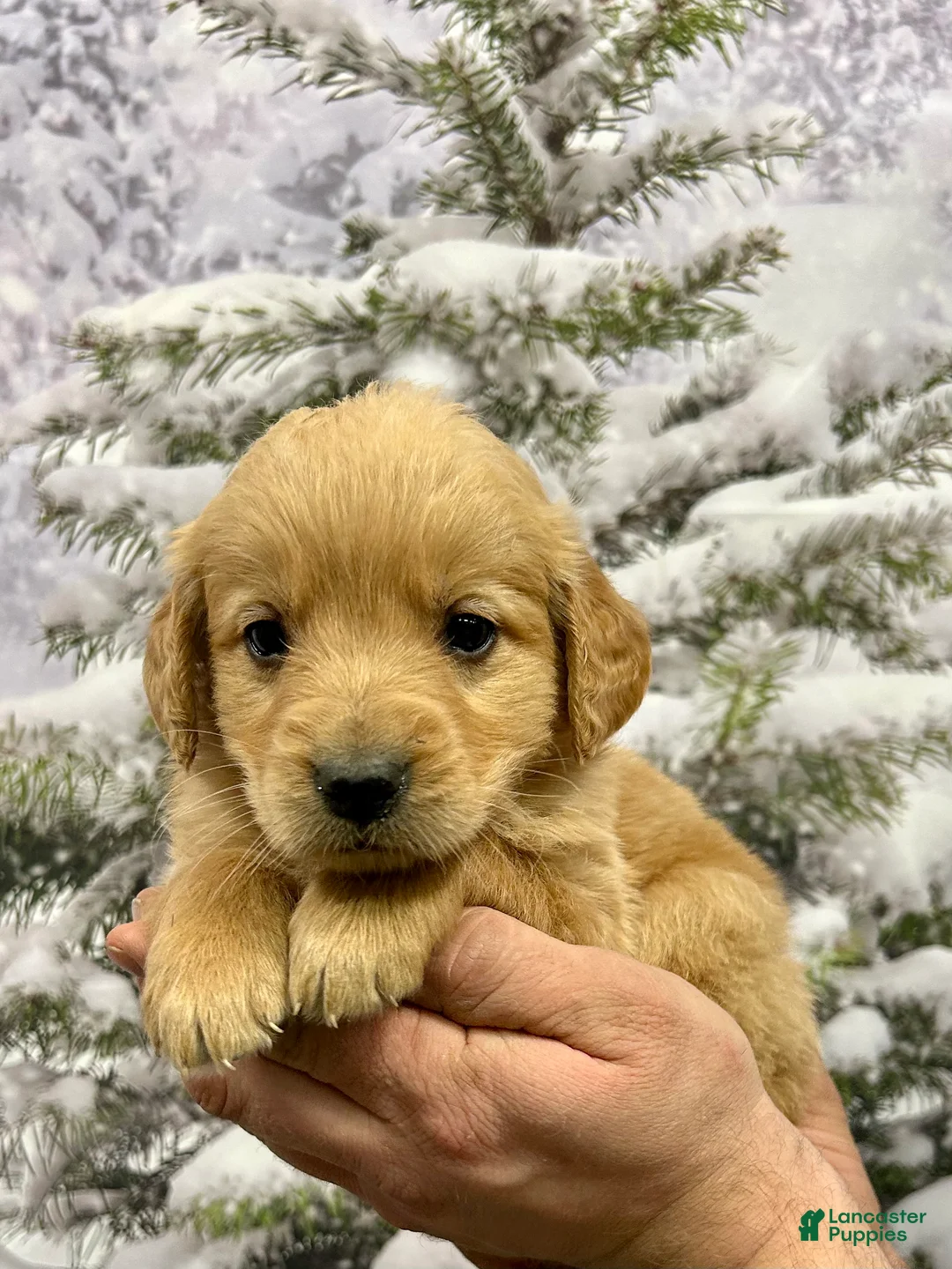 Golden Retriever dogs for sale: Rascal  - Ad 5