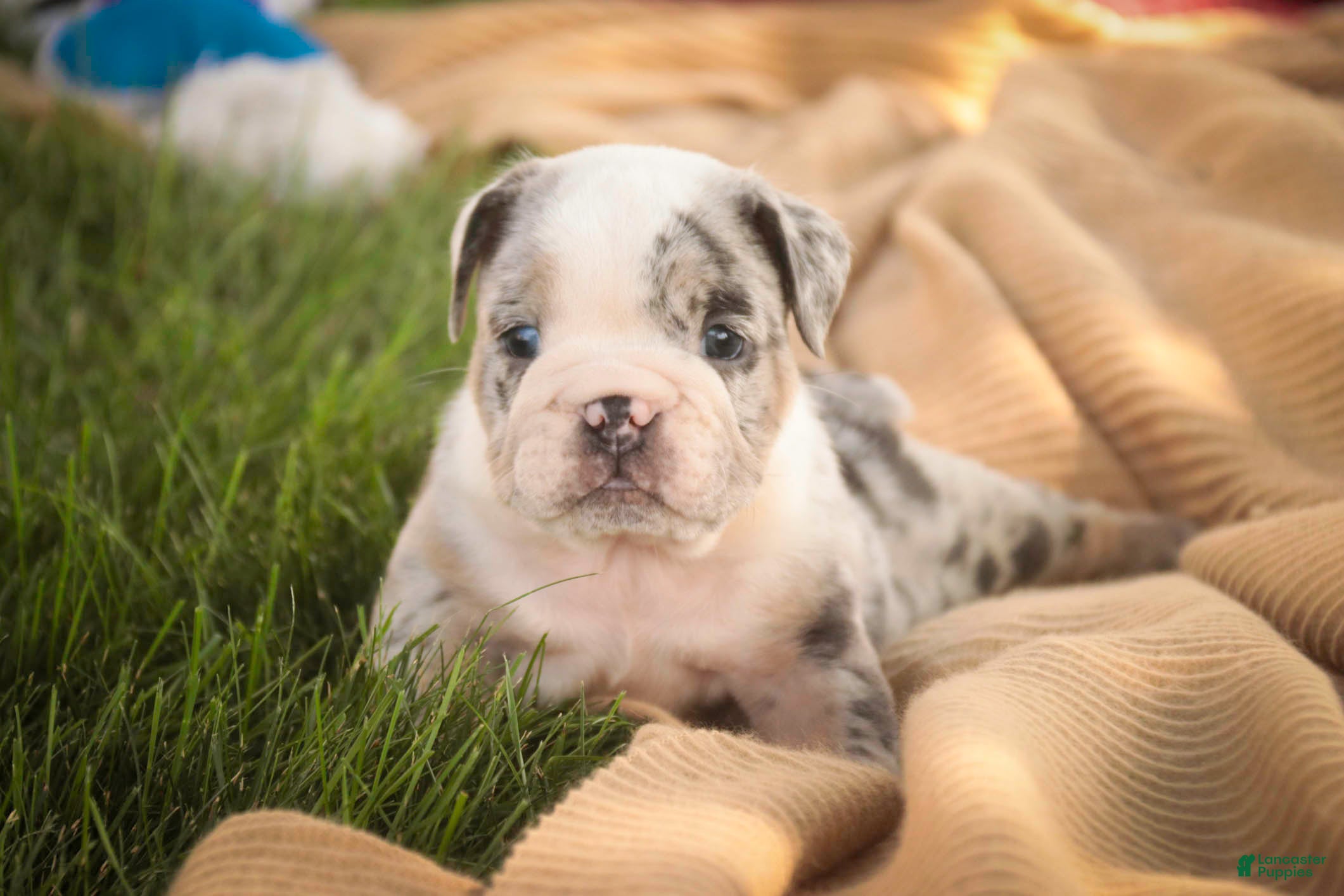 English Bulldog dogs Seth English Bulldog  - Ad 2