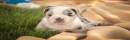 English Bulldog dogs for sale: Seth English Bulldog  - Ad 2