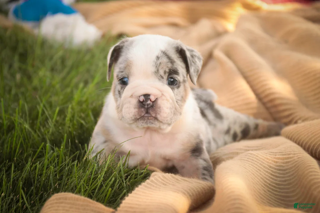 English Bulldog dogs for sale: Seth English Bulldog  - Ad 2