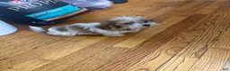 Malshi dogs for sale: Sasha - Ad 12