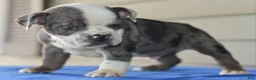 Mixed Breed dogs for sale: Tank hybrid bulldog puppy - Ad 7