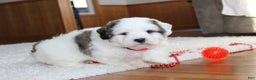 Teddy Bear dogs for sale: Lonnie - Ad 3