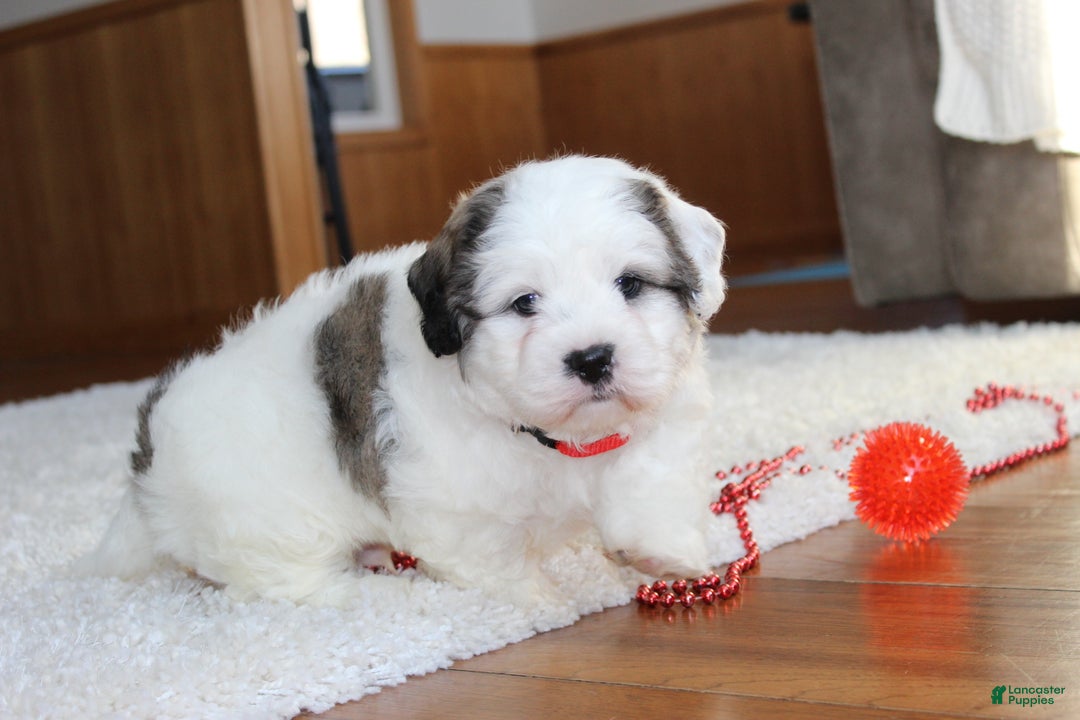Teddy Bear dogs for sale: Lonnie - Ad 3