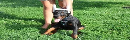 Doberman Pinscher dogs for sale: Doberman Pinscher 1 - Ad 17
