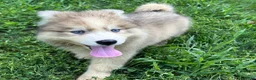Siberian Husky dogs for sale: ROBBIE - Ad 14
