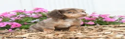 Miniature Dachshund dogs for sale: Rover - Ad 4