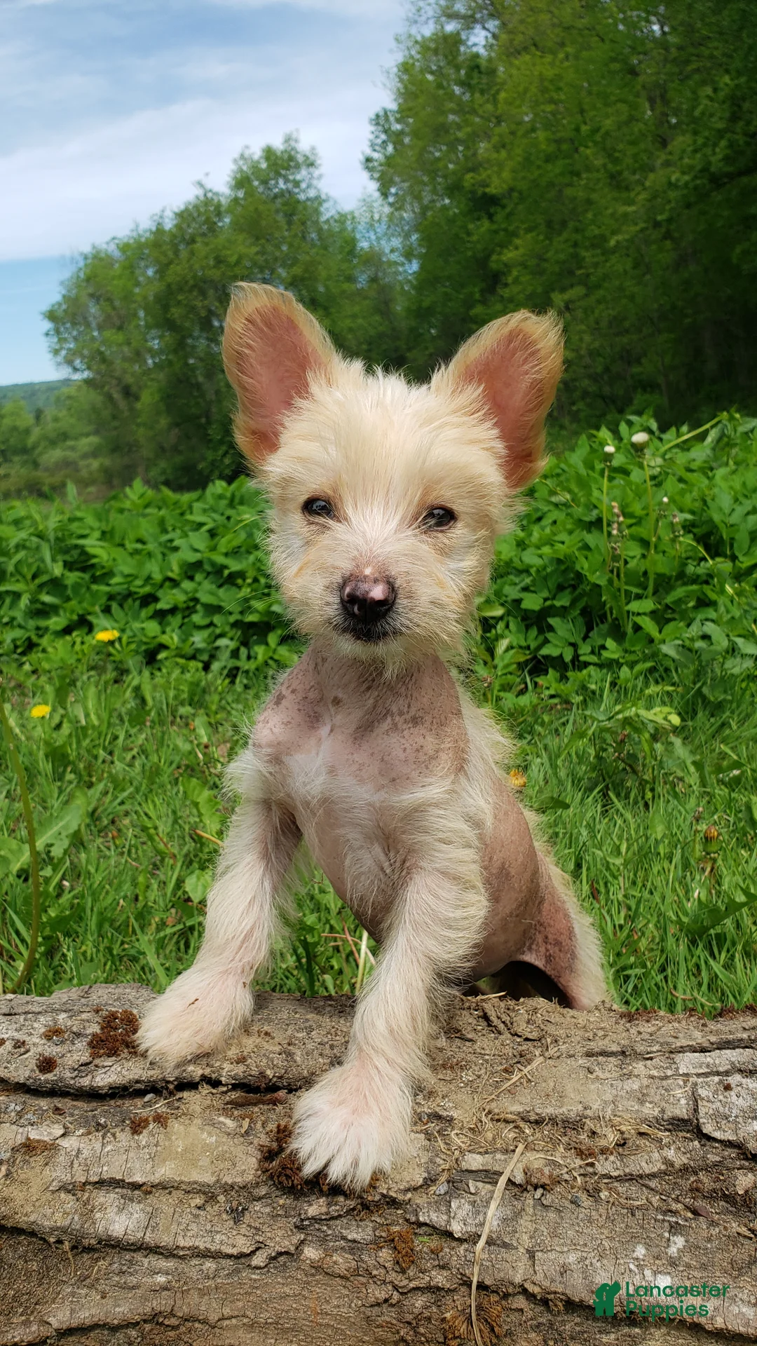 Chinese Crested dogs for sale: Chinese Crested Puppy 1 - Ad 2
