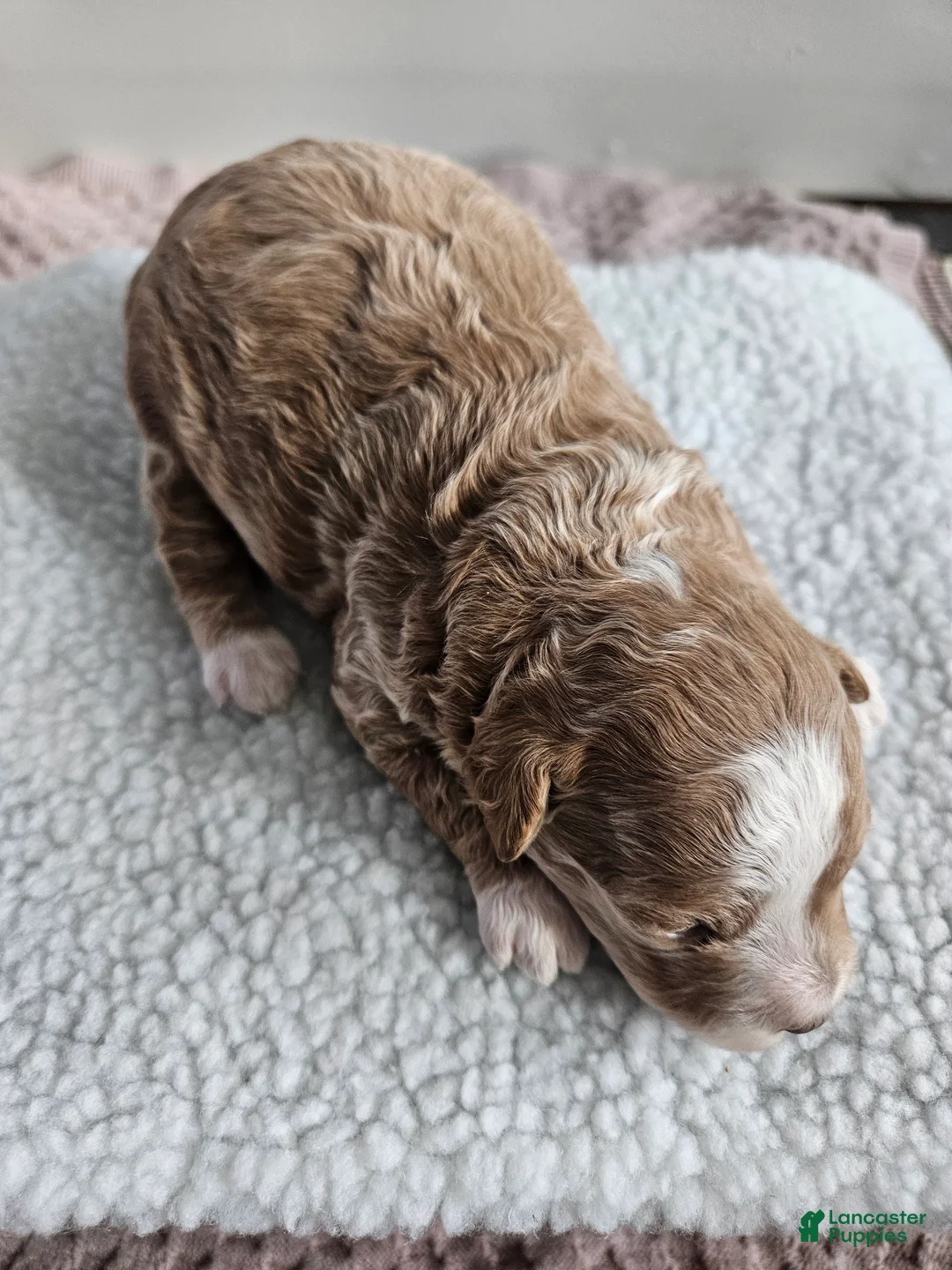 Bichpoo dogs for sale: Bella - Ad 2