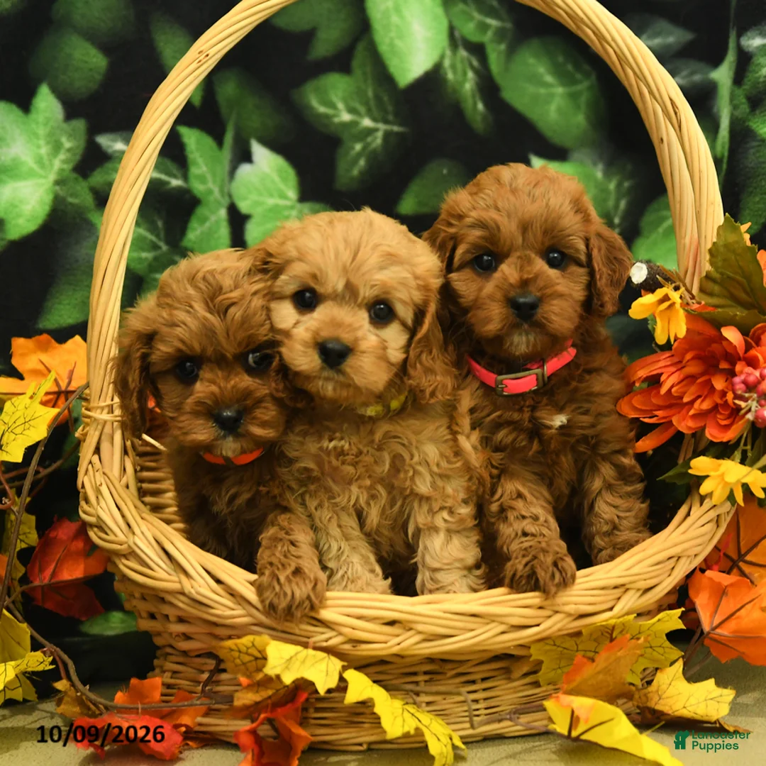 Cavapoo dogs for sale: Nutmeg - Ad 5