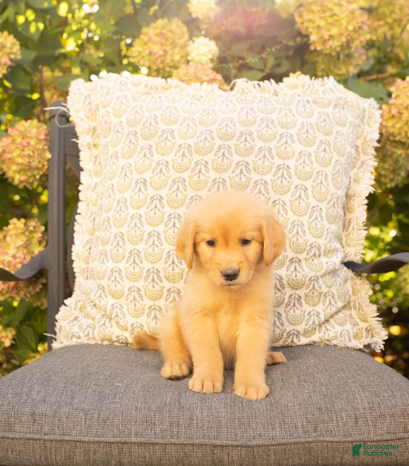 Golden Retriever dogs Bella  - Ad 1