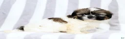 Shih Tzu dogs for sale: Rubble - Ad 6