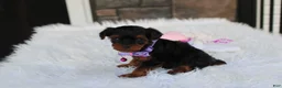 Yorkiepoo dogs for sale: Elsa  - Ad 16