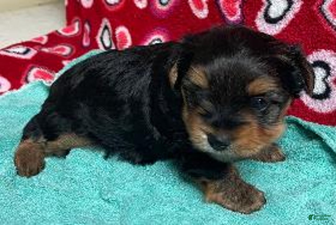 Yorkshire Terrier dogs for sale: Colson - Ad 1