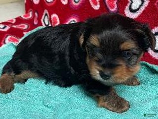 Yorkshire Terrier dogs Colson - Ad 30