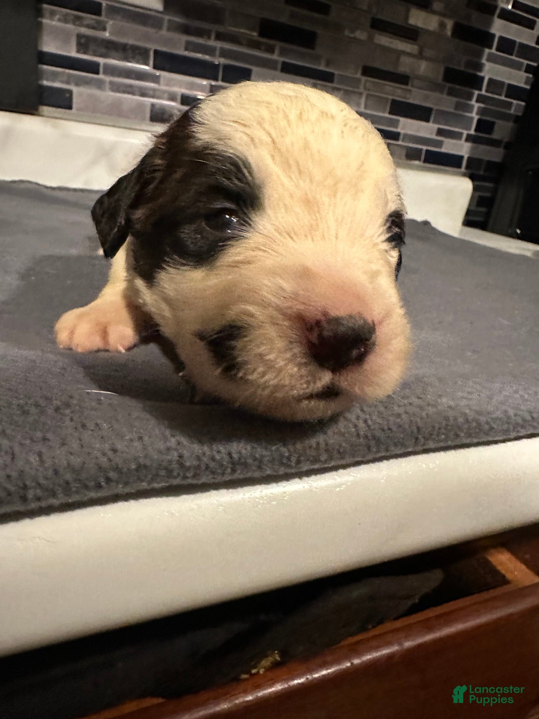 Saint Bernard dogs for sale: Puppy 3 - Ad 20