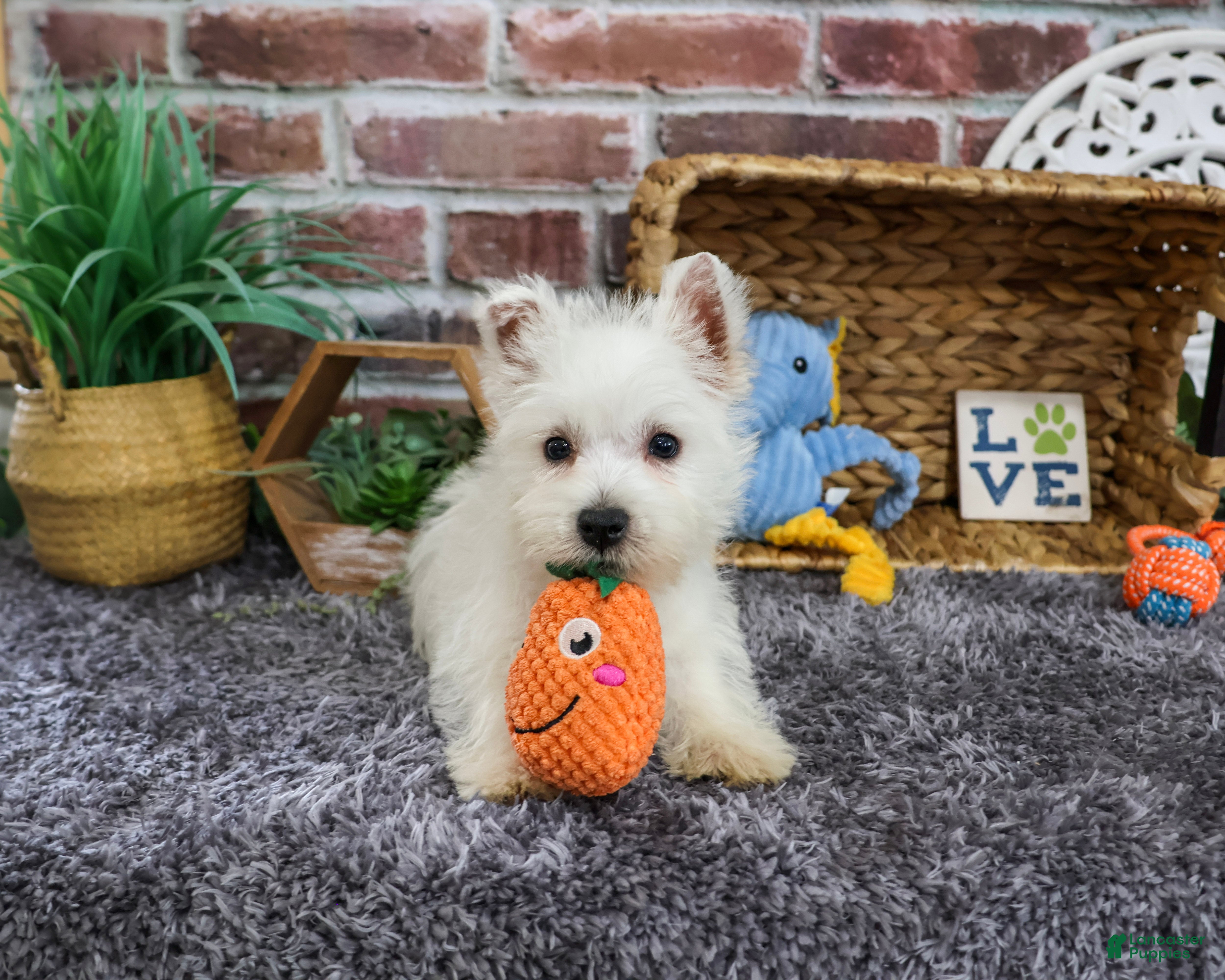 West Highland Terrier dogs Wallace - Ad 1