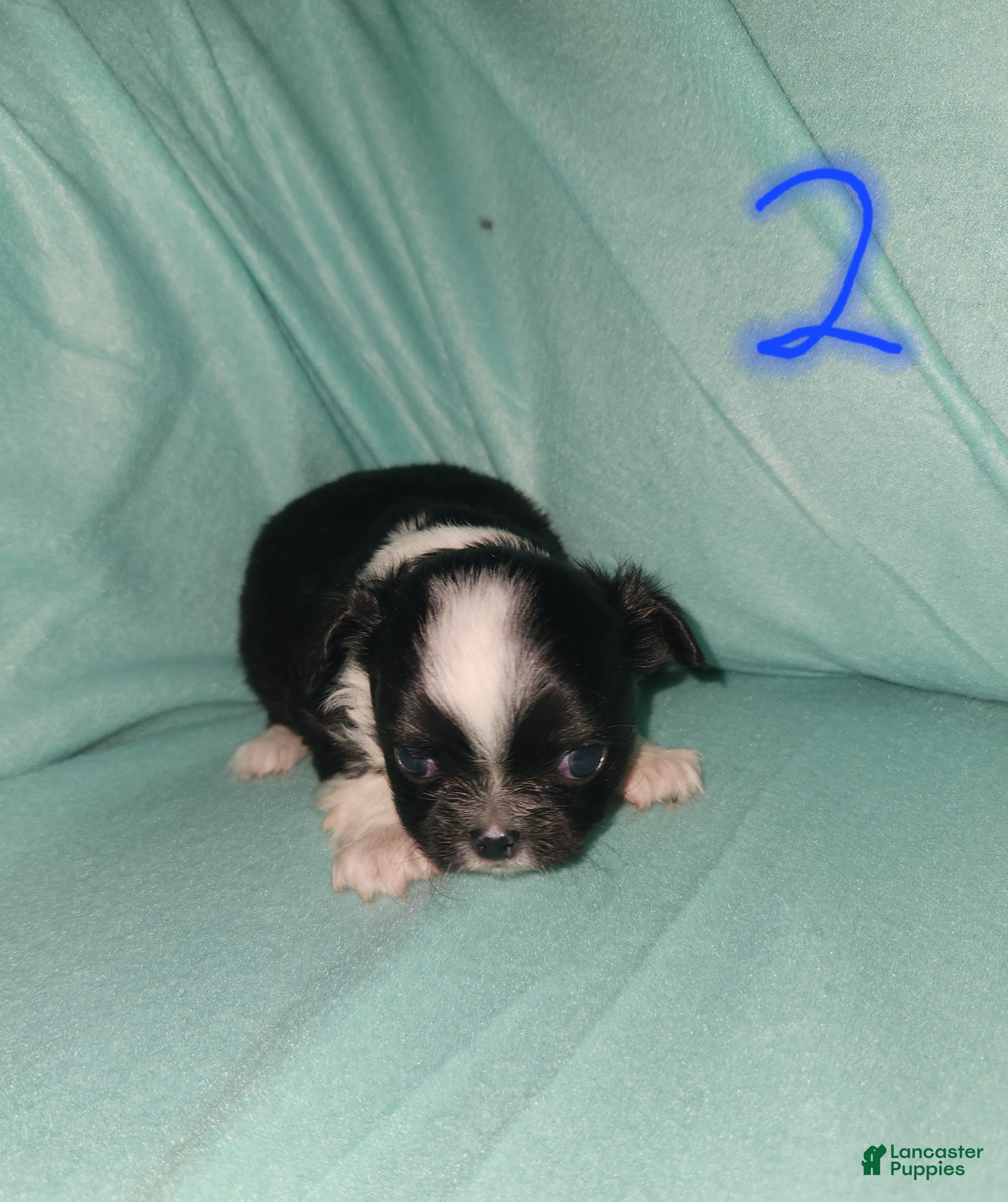 Chihuahua dogs Boy 2- Black&White - Ad 35