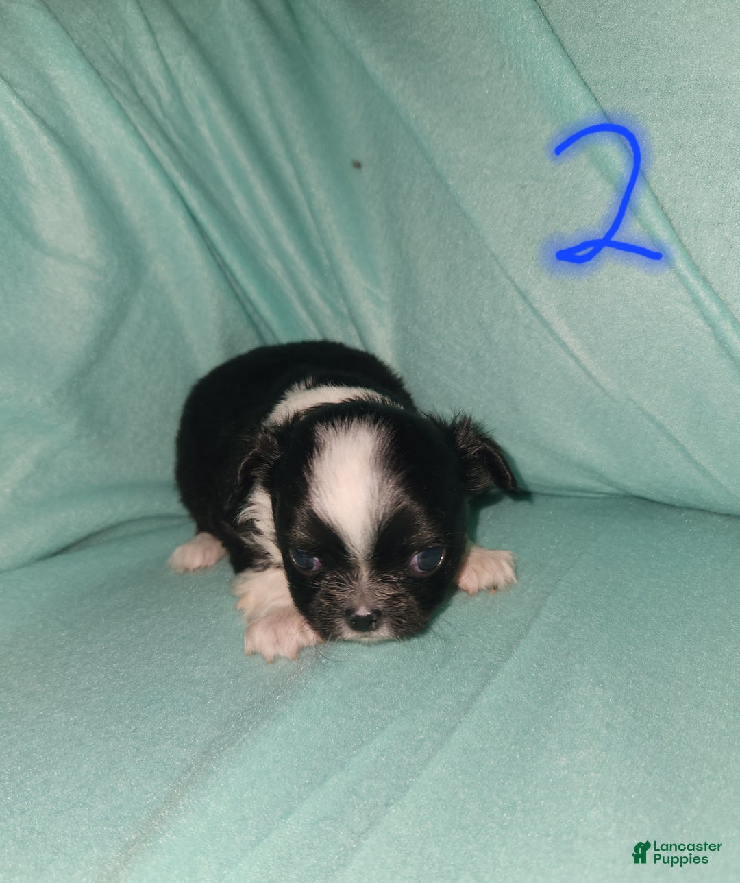 Chihuahua dogs for sale: Boy 2- Black&White - Ad 1