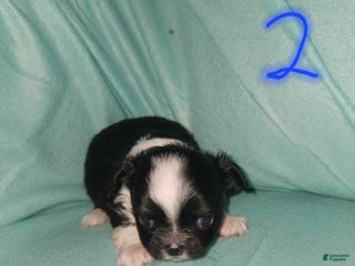 Chihuahua dogs Boy 2- Black&White - Ad 17