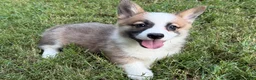 Welsh Corgi Pembroke dogs for sale: Hoss - Ad 5