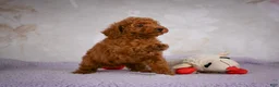 Miniature Poodle dogs for sale: Jake - Ad 4