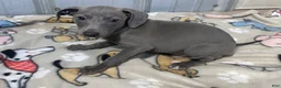 Italian Greyhound dogs for sale: Flower - Ad 5